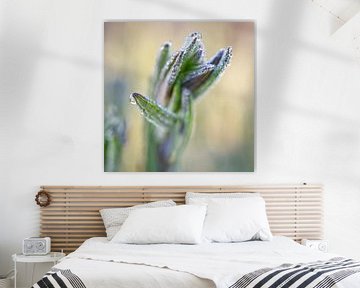 Lavendelplant met ochtenddauw Macro van Iris Holzer Richardson