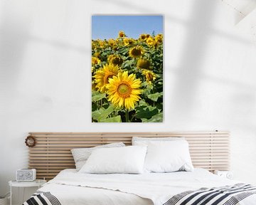 A field of sunflower flowers by Claude Laprise