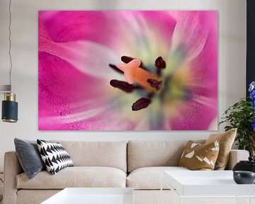Roze tulp binnen Macro van Iris Holzer Richardson
