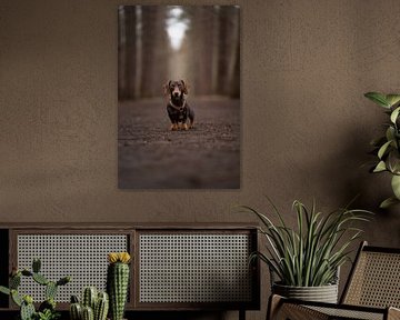 Theo The Dachshund Mystery Forest