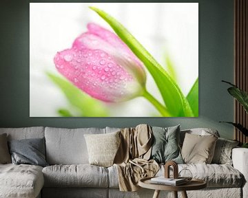 Soft Pink Tulip with Dew and Greens