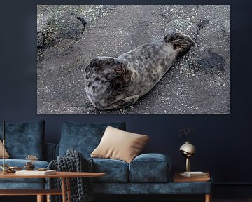 Animal photography - Grey seal... by Bert v.d. Kraats Fotografie