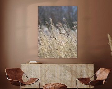 Reeds in the wind by Martijn Wit