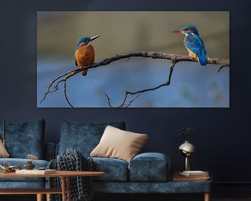 Kingfishers - Spring is in sight, a new love by Kingfisher.photo - Corné van Oosterhout