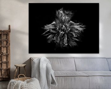 Achtertuin bloemen in zwart en wit 49 van The Learning Curve Photography