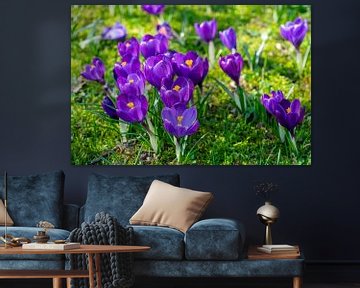 Many purple crocuses in a park on a meadow by Animaflora PicsStock