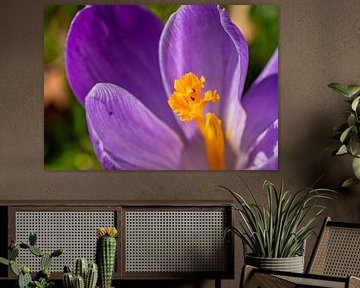 Pétales d'un crocus violet au printemps, macro sur Animaflora PicsStock