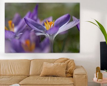 Purple crocus in bloom in the meadow by Ulrike Leone