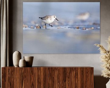 Black-throated sandpiper scurries along the tide line by Anja Brouwer Fotografie