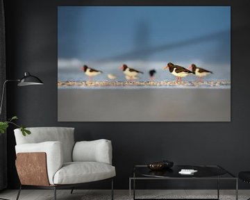 Oystercatchers on the beach by Anja Brouwer Fotografie