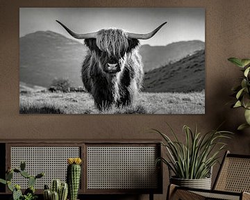Portret van een Schotse Hoogland koe in zwart-wit van Animaflora PicsStock