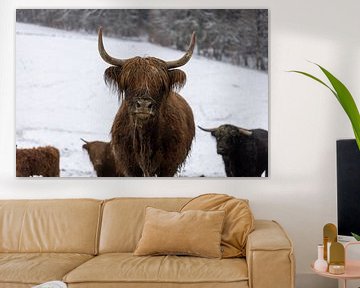 Foto van een kudde Schotse Hooglanders in de winter in de modder en sneeuw buiten op de weide van Andreas Freund