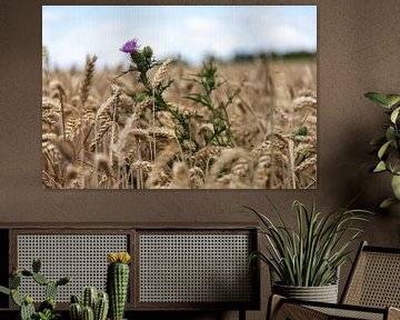 Bloeiende distel in een onscherp rijp graanveld in de zomer van Andreas Freund