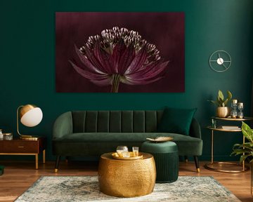 Dark purple Zeeland button (Astrantia Major) with purple blended background by Marjolijn van den Berg