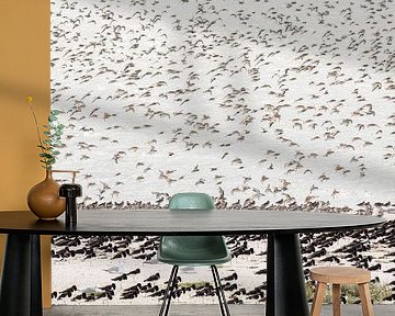 Landende kanoeten bij scholeksters