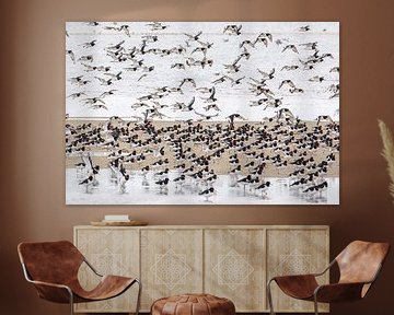 Landing oystercatchers on the mudflats by Anja Brouwer Fotografie