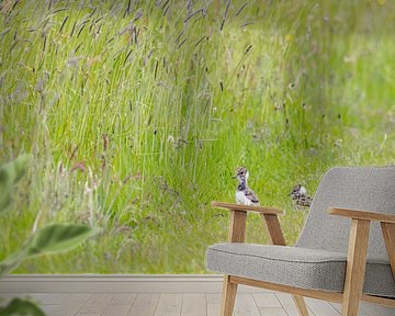 Jonge kievieten bij het hoge gras