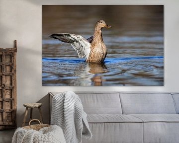 Canard colvert (Anas platyrhynchos) sur Dirk Rüter