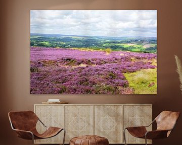 Heather Blossoming in the North York Moors by Gisela Scheffbuch