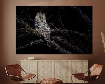 Ural owl on the hunt by Lennart Verheuvel