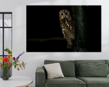 Tawny owl on a rainy night by Lennart Verheuvel