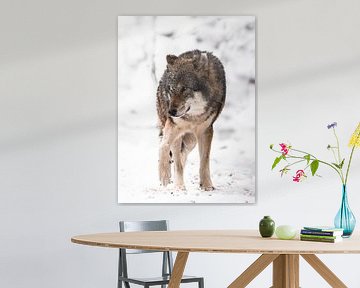 Loup sur Larsphotografie