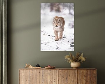 Luchs von Larsphotografie