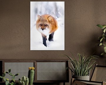 Fuchs im schnee von Larsphotografie