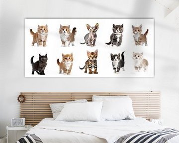 Kittens stand isolated on a white background, cut out by Animaflora PicsStock