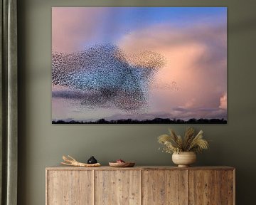 Starling murmuration in the sky during sunset