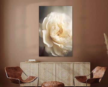 Peony In Soft Light von Treechild