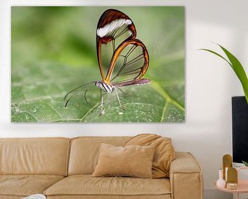 Glasswing butterfly by Eva Bos