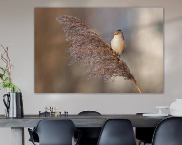 Bearded reedling on cane plume by Eva Bos