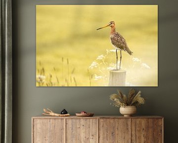 Black-tailed godwit by Eva Bos