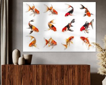 Set of koi isolated on white background, detail by Animaflora PicsStock