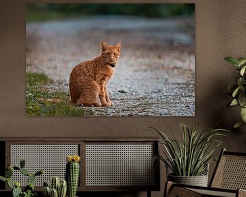 Een Rode kat op een Franse camping van Bopper Balten