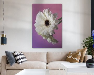 Een witte gerbera rust (met roze paarse achtergrond) van Marjolijn van den Berg