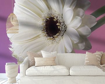 Ein weißer Gerbera-Rest (mit rosa-violettem Hintergrund) von Marjolijn van den Berg