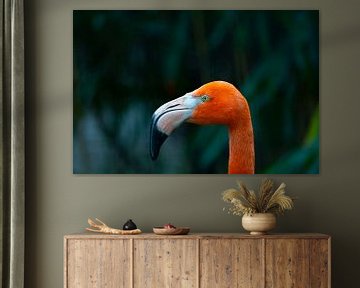 Flamingo in Hoenderdaell zoo by Bopper Balten