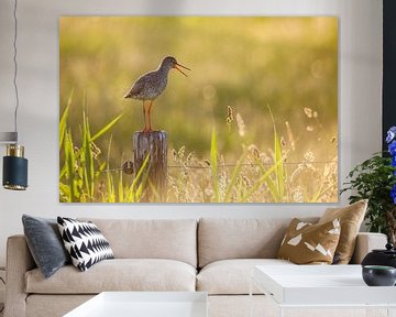 Common redshank in beautiful light by Anja Brouwer Fotografie