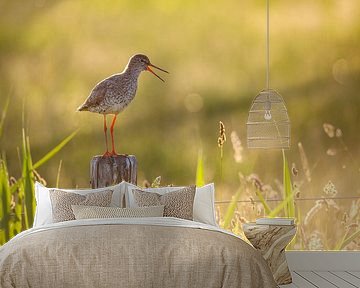 Tureluur in mooi licht