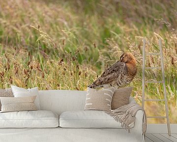 Grutto in kruidenrijk grasland