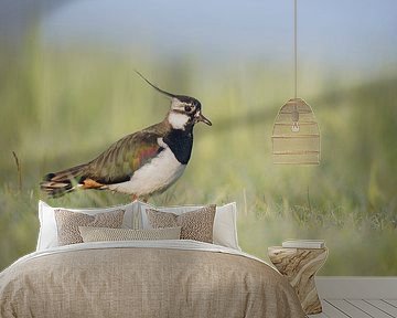 Kieviet in het vroege ochtendlicht