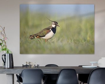 Lapwing in the early morning light by Anja Brouwer Fotografie