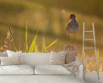 Tureluur in tegenlicht