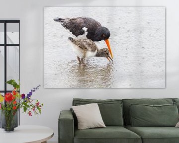 Oystercatcher with young by Anja Brouwer Fotografie