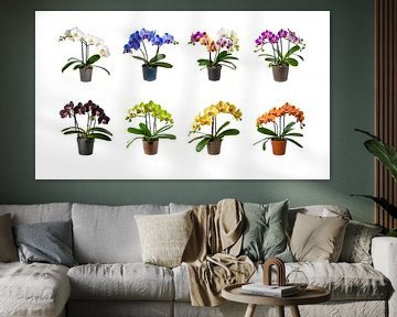 Sammlung von Orchideenblüten in einem Topf ein, isoliert auf weißem Hintergrund, ausgeschnitten von Animaflora PicsStock