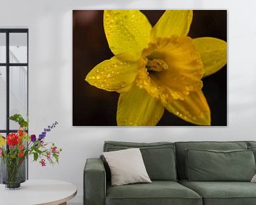 Daffodil by Rudo Baartse