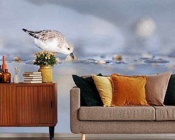 Drieteenstrandloper etend uit schelp