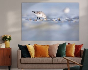 Sanderling frisst von der Schale von Anja Brouwer Fotografie